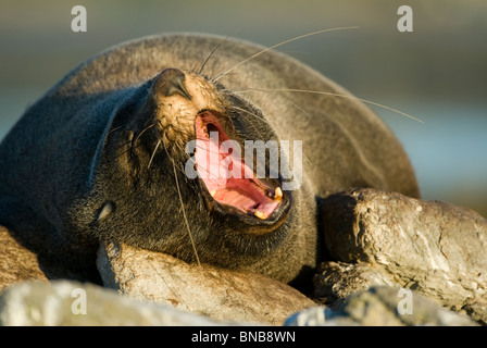 New Zealand Fur Seal Arctocephalus forsteri yawning Stock Photo