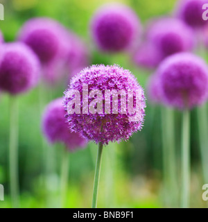 Purple Allium flowers, English Gardens, Assiniboine Park, Winnipeg, Manitoba, Canada. Stock Photo