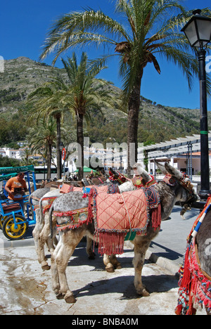Donkeys – Burro taxi ride, Mijas, Costa del Sol, Malaga Province, Andalucia, Spain, Western Europe. Stock Photo