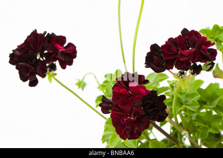 Geranium 'Ivy Tomke' in flower Stock Photo