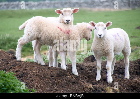 Three cheeky lambs standing on manure pile Stock Photo