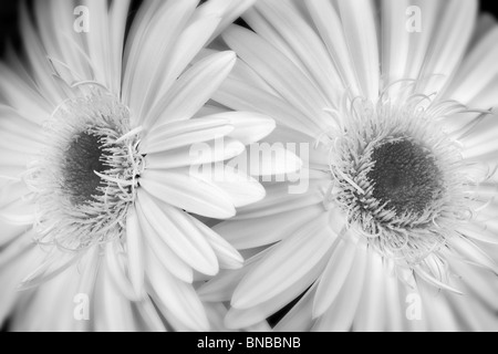 Close up of White Gerbera Daisy Sumurai. Close up of White Gerbera Daisy Sumurai.