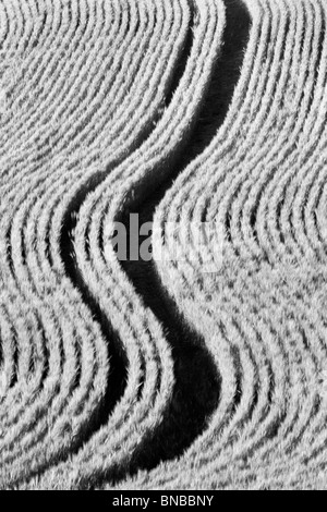 Planting lines in wheat field. The Palouse, Washington Stock Photo