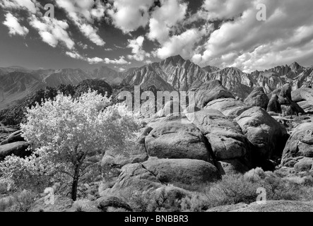 Fall colored tree in Alabama Hills, California. Sky has been added. Stock Photo