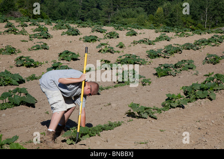 Groton, Massachusetts - A farmer uses a hoe to weed a pumpkin field. Stock Photo