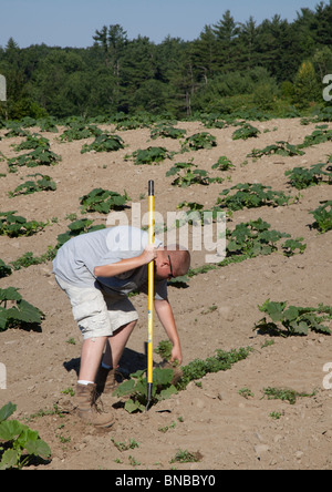 Groton, Massachusetts - A farmer uses a hoe to weed a pumpkin field. Stock Photo