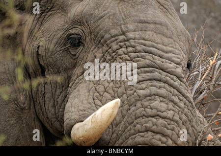 Close up portrait of African elephant (Loxodonta africana), Kruger National Park, South Africa Stock Photo