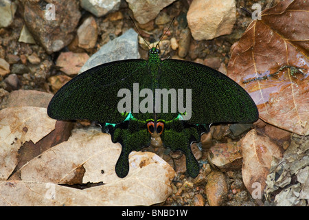 Emerald Swallowtail (Papilio palinurus) butterfly Stock Photo