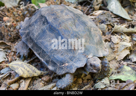 Asian Forest Tortoise (Manouria emys), Kaeng Krachan National park, Thailand Stock Photo