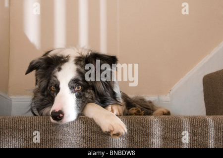 Relaxed dog on the stairs Stock Photo