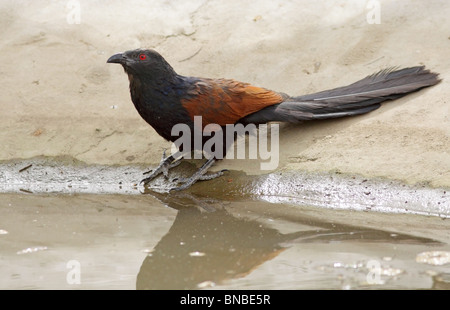 A Greater Coucal comes down to drink at a water hole in Ranthambhore National Park, India Stock Photo