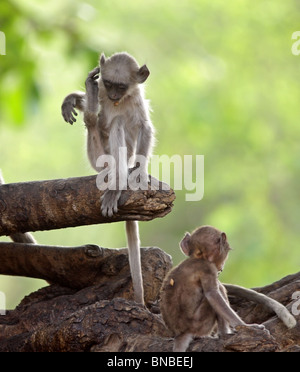 A Grey Langur kid scratching his head in Ranthambhore National Park, India. Stock Photo