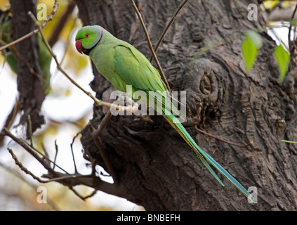 Rose ringed Parakeet . Picture taken in New Delhi Zoo, India Stock Photo