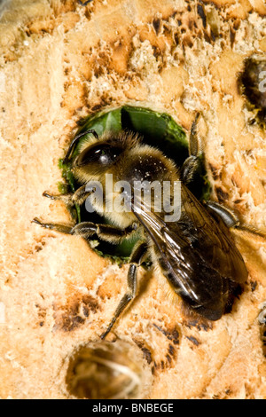 leafcutter bee (Megachile sp.) Stock Photo