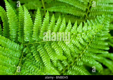 fern Microlepia strigosa Stock Photo - Alamy