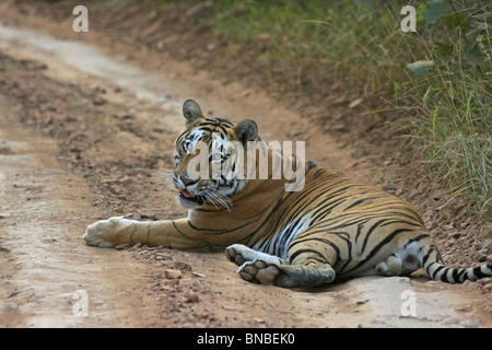 Tiger sitting on the dirt road in Ranthambhore National Park, India Stock Photo