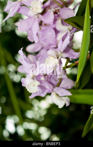 Cattleya loddigesii Ellen x Extra orchid in bloom, featuring delicate violet and pink petals with white centers. Beautiful orchidaceae flower. Stock Photo