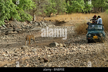 Tiger getting photographed by tourists in Ranthambhore National Park, India Stock Photo