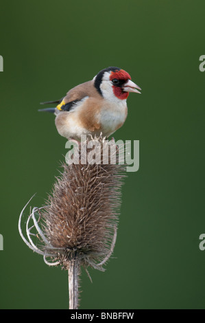 European goldfinch (carduelis carduelis) feeding and perched on teasel ((Dipsacus fullonum) Stock Photo