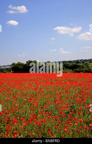 3224. Poppy field, Barming, Maidstone, Kent, UK Stock Photo