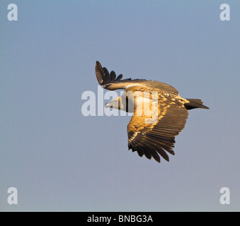 cape vulture Stock Photo