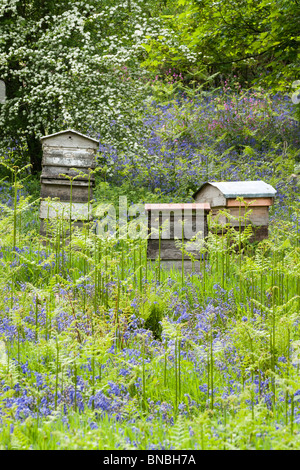 Bee Hives Amongst Bluebells Stock Photo