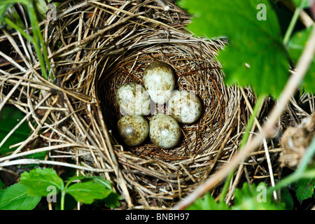 Garden Warbler, Sylvia borin. Nest of a bird with eggs in the nature. Stock Photo