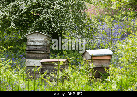 Bee Hives Amongst Bluebells Stock Photo