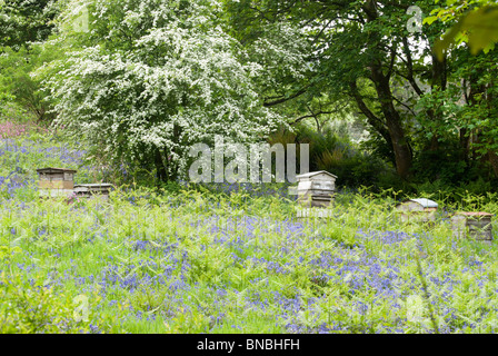 Bee Hives Amongst Bluebells Stock Photo