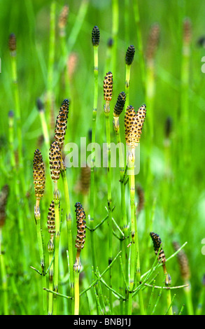 Field (or common) horsetail, Equisetum arvense, Fertile stems, Dolomites, Italy Stock Photo