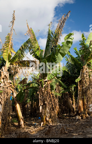 Banana Plantations in Carmel area - Israel Stock Photo