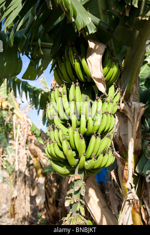 Banana Bunch on tree on Carmel Coast  - Israel Stock Photo