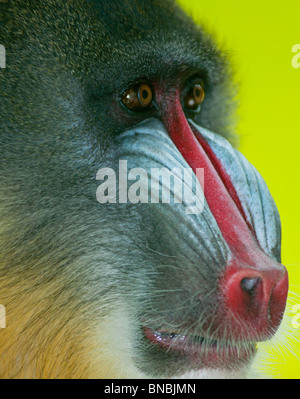 Mandrill baboon Stock Photo