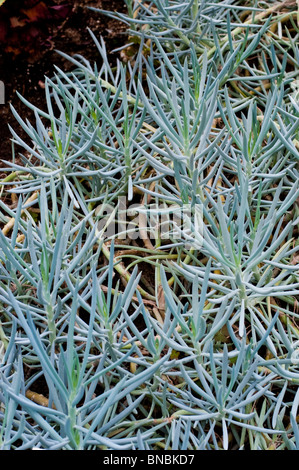 Groundsel, Senecio ficoides, Asteraceae, South Africa Stock Photo