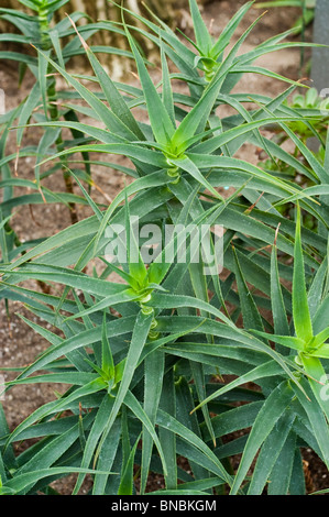 Aloe striatula succulent plant from South Africa. Green rosettes of pointed leaves, Lilaceae family, growing in a garden setting. Stock Photo
