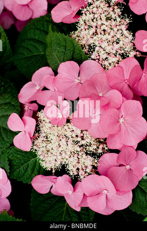 Pink Hydrangea macrophylla Taube flowers in bloom. Close-up of Hortensia hortensja ogrodowa with green leaves, Hydrangeaceae family. Stock Photo