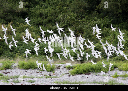 Flock Of Sandwich Terns Sterna sandvicensis On Anglesey, Wales, UK Stock Photo