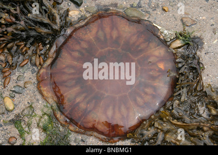 A Lion’s Mane Jellyfish, washed up on the shore of a Northumberland ...