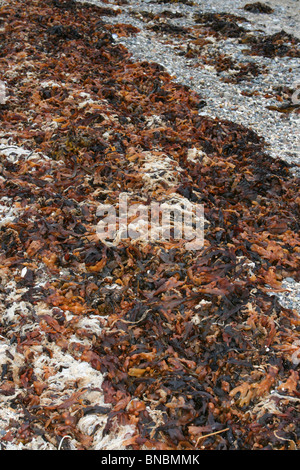 Dried Bladder Wrack Fucus vesiculosus Taken on Beaumaris Beach, Anglesey, UK Stock Photo