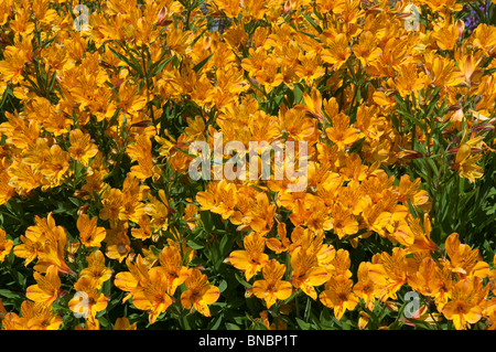 Alstroemeria (Peruvian Lily) growing in the walled garden at West Dean Gardens, West Sussex, England. Stock Photo