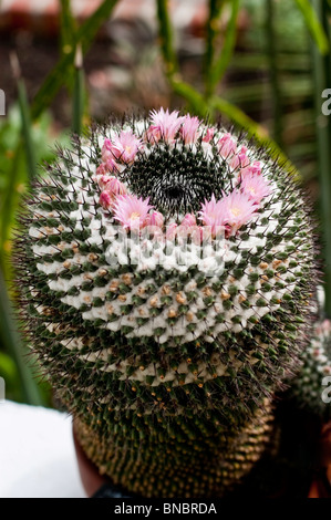 Mammillaria lanata hi-res stock photography and images - Alamy