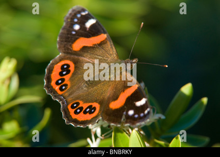 Red admiral butterfly, Vanessa gonerilla, adult perched on green foliage. Moeraki, New Zealand Stock Photo