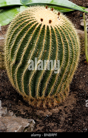 Echinocactus Grusonii, Golden Barrel Cactus, Cactus , close up , detail,  Mexico, Ball, shaped, cactus, Echinocactus grusonii Stock Photo