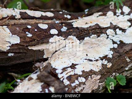 White Crustose lichen growing on fallen tree bark Stock Photo