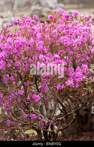Pink violet flowers of Korean rhododendron, Rhododendron mucronulatum, Korea, Asia, early spring Stock Photo