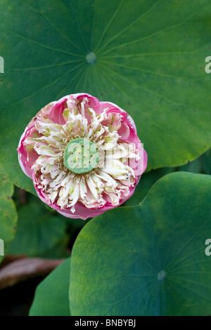 Lotus flower (Nelumbo nucifera), Thailand Stock Photo