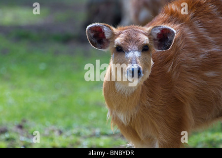 Speke's sitatunga (Tragelaphus spekii) looking directly at the camera Stock Photo