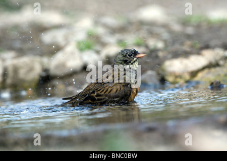 Ortolan Bunting (Emberiza hortulana) bathing Stock Photo