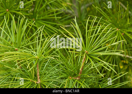 Japanese umbrella pine, Sciadopitys verticillata, taxodiaceae, Japan,Asia Stock Photo