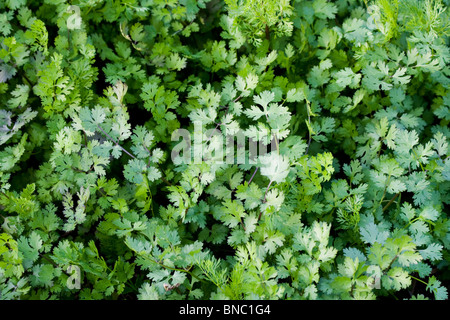 Fresh coriander, Coriandrum sativum, growing in a field, northern Thailand Stock Photo